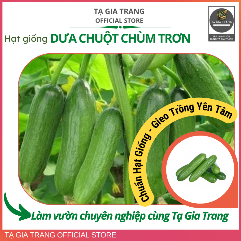 Hạt giống dưa chuột chùm trơn