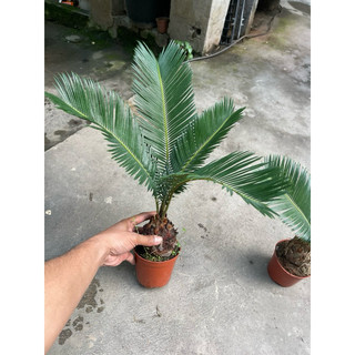 cây vạn tuế bonsai mini
