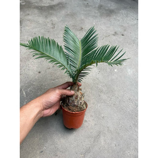 cây vạn tuế bonsai mini