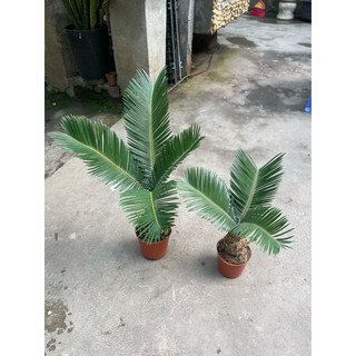 cây vạn tuế bonsai mini