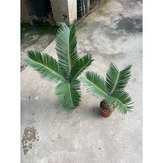 cây vạn tuế bonsai mini