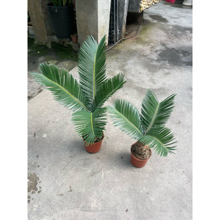 cây vạn tuế bonsai mini