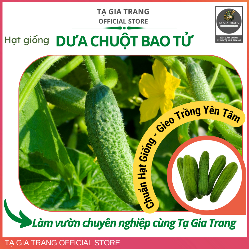 Hạt giống dưa chuột bao tử
