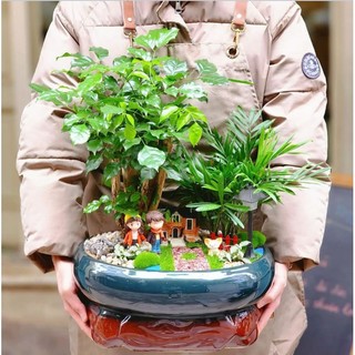 Thảm rêu, cỏ trang trí tiểu cảnh