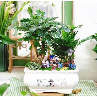 Thảm rêu, cỏ trang trí tiểu cảnh