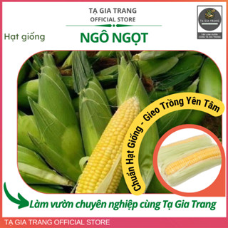  Hạt giống ngô ngọt  bắp ngọt  