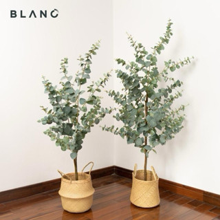  Combo 2 Cây khuynh diệp Dollar bạc - Cây đô la lá bạc thơm ngát tinh dầu - Cây có mùi lá sử dụng làm phụ liệu cắm hoa 