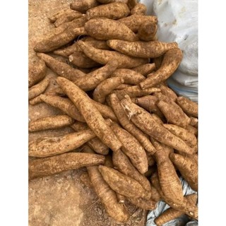 1kg củ sắn dây ngon bở, nhiều bột