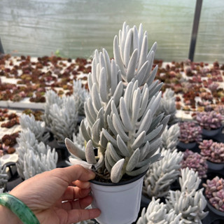 cây sen đá Cáo Tuyết Senecio haworthii size chậu 9cm, cây cao tầm 15cm