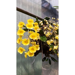 1 cụm Cây giống lan rừng Vảy rồng