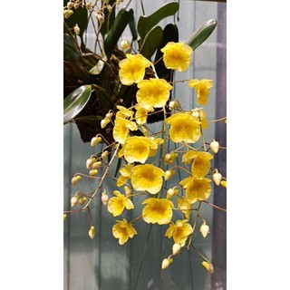 1 cụm Cây giống lan rừng Vảy rồng