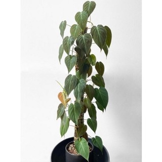 Trầu Bà Micans | Philodendron Micans (hỏa tốc)