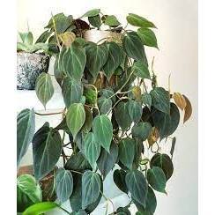 Trầu Bà Micans | Philodendron Micans (hỏa tốc)