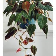 Trầu Bà Micans | Philodendron Micans (hỏa tốc)