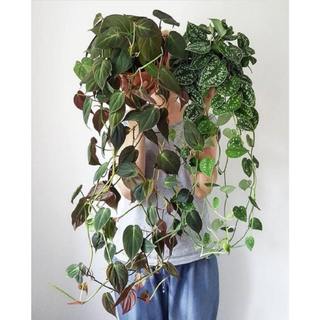 Trầu Bà Micans | Philodendron Micans (hỏa tốc)