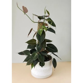 Trầu Bà Micans | Philodendron Micans (hỏa tốc)