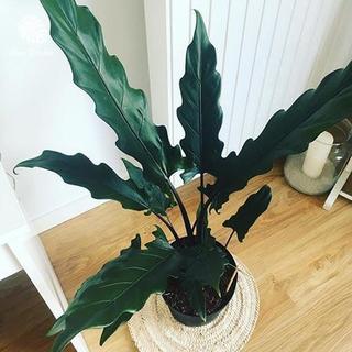 Môn Thiên Đường | Alocasia Lauterbachina (hỏa tốc)