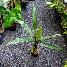 Môn Thiên Đường | Alocasia Lauterbachina (hỏa tốc)