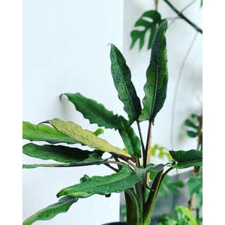 Môn Thiên Đường | Alocasia Lauterbachina (hỏa tốc)