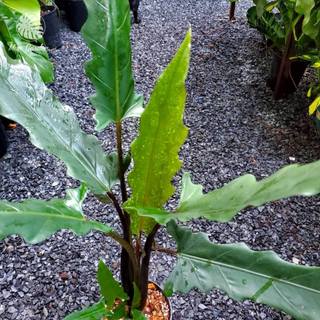 Môn Thiên Đường | Alocasia Lauterbachina (hỏa tốc)