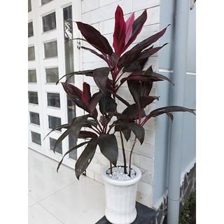 Huyết Dụ (hỏa tốc)
