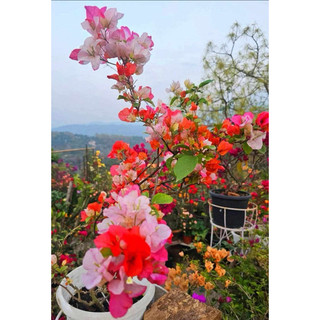 MAHARANI- SON MOI CAM- nguyen ban - 50cm- chậu c10- k hoa