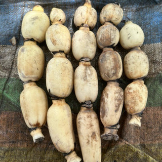 Củ Sen Giòn Ngọt Gói-1KG-Size 4 Củ