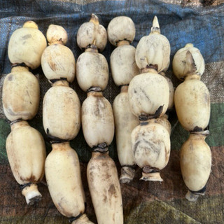 Củ Sen Giòn Ngọt Gói-1KG-Size 4 Củ