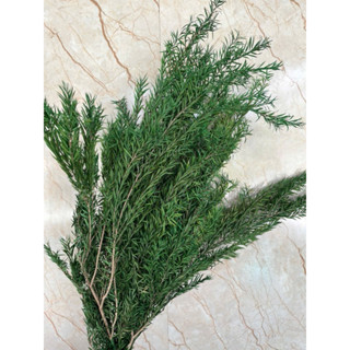  lá khô trang trí ❤️ lá khô vĩnh cửu nguyên liệu làm thủ công,đồ handmade: nến thơm sáp thơm đổ resin... 