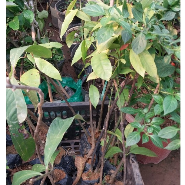 5 Cây giống rau bép ( rau nhíp) chuẩn giống, rau rừng quý hiếm ươm sẵn trong bầu đủ tiêu chuẩn xuất 