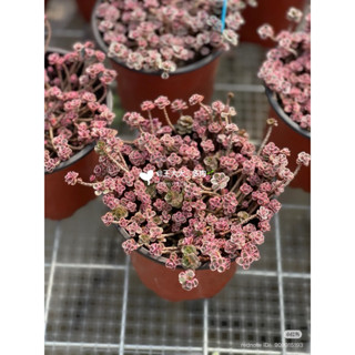 chậu SEN ĐÁ Hoa Hồng li ti hàng dị