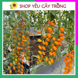 Hạt giống Cà Chua cherry trái cây Nova Mỹ  10 hạt sai quả, chịu nhiệt tốt