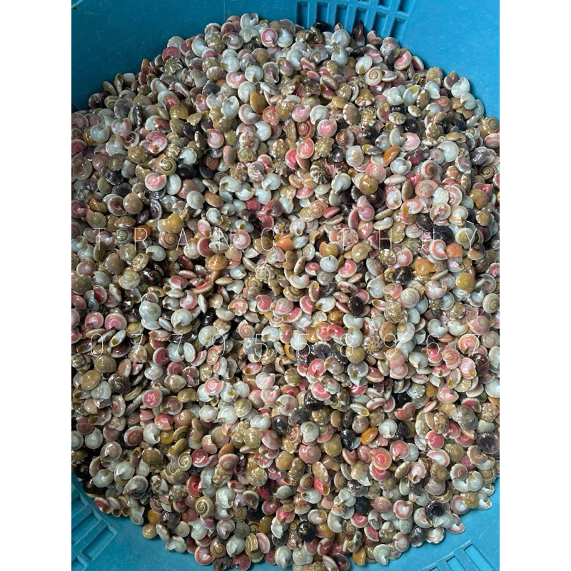 Vỏ Ốc Ruốc, Ốc Biển, Ốc Gạo, Ốc Lễ Nhiều Màu 100gr Size lớn 1cm