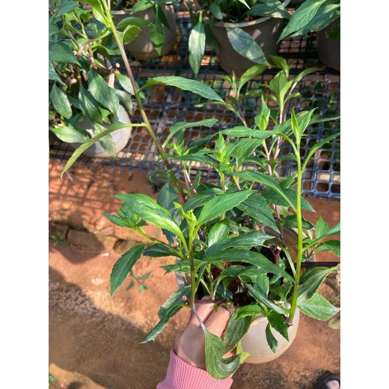 Chậu cây rau lủi (lủi rừng, rau rừng Gia Lai)