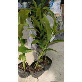 Củ sen đa lộc ( cây sen cạn đa lộc)
