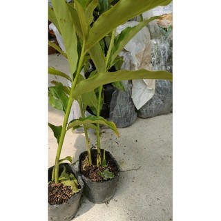 Củ sen đa lộc ( cây sen cạn đa lộc)