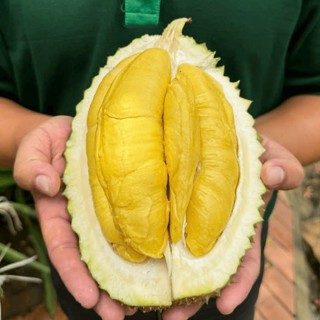   HỎA TỐC HCM  Sầu Riêng Nguyên Trái  Trái Xanh Chưa Chín  - FoodMap Fruits 