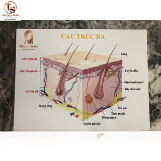 BỘ 3 TRANH CẤU TRÚC DA, Tranh Fomex dán tường 40x50cm Spa chăm sóc da mụn, tặng kèm băng dính