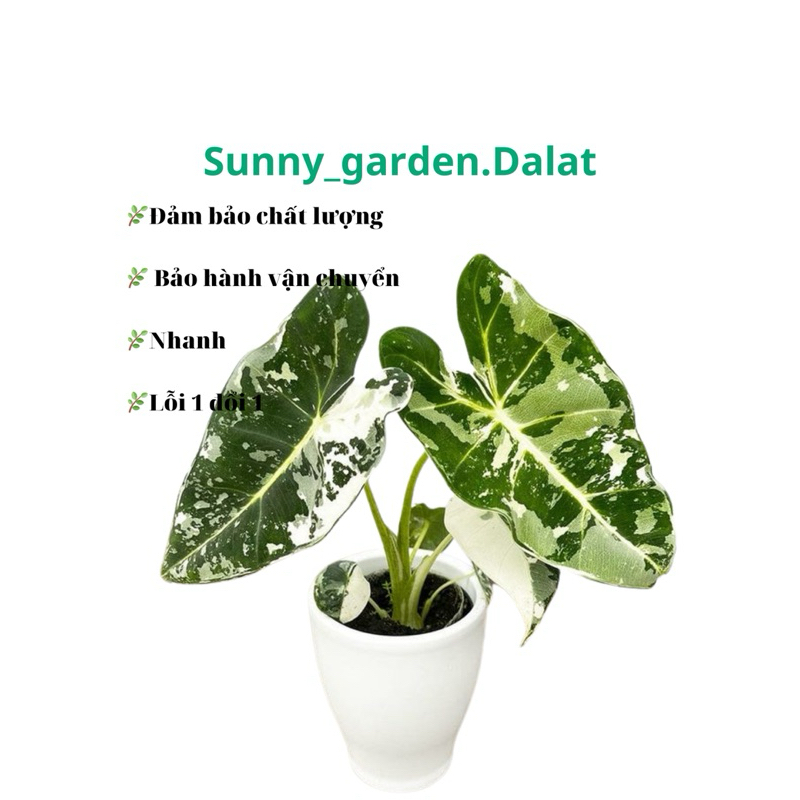 Chậu môn Nhung var size nhỏ- Alocasia Frydek Var