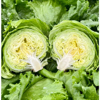 Hạt giống Xà Lách Mỹ Iceberg SIÊU GIÒN NGỌT_Rau Diếp Bắp Salad nhập khẩu Đài Loan