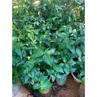 cây giống râu mèo