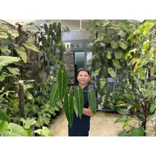 Anthurium Queen (hỏa tốc)