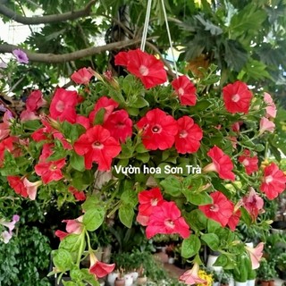 (VHST giao trong ngày) CÂY HOA DẠ YẾN THẢO đang hoa.