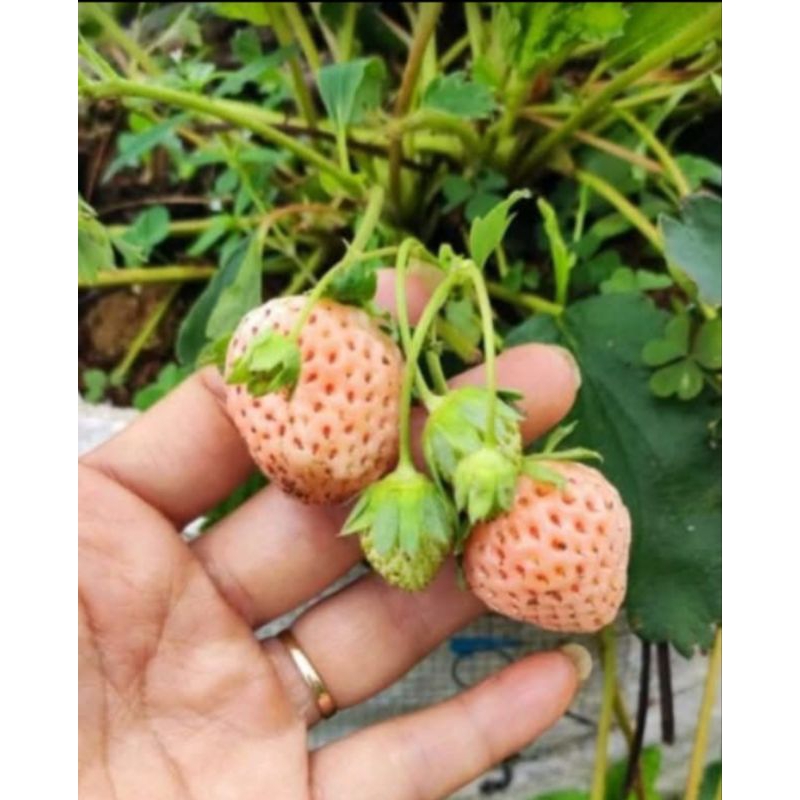 Dâu tây cấy mô Bạch Tuyết Anh Đào 🍑 ( combo 10 cây mô vỉ)