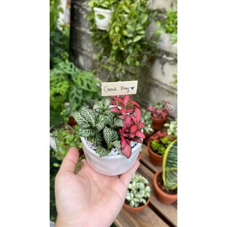 Tag Gỗ Trang Trí Cây Mini, bảng tên gỗ cắm cây, Tag Lá Cờ Đỏ Sao Vàng Trang Trí Chậu Cây