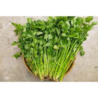 Hạt Giống rau Cần tây Pascal F1 ngắn ngày nhập nguyên gói Thái Lan
