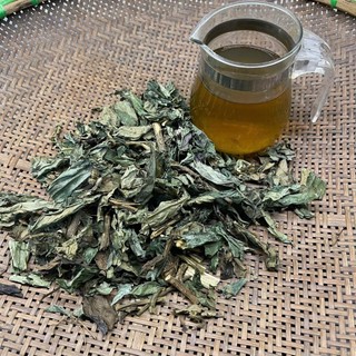 Cây bầu đất tím rừng khô tự nhiên