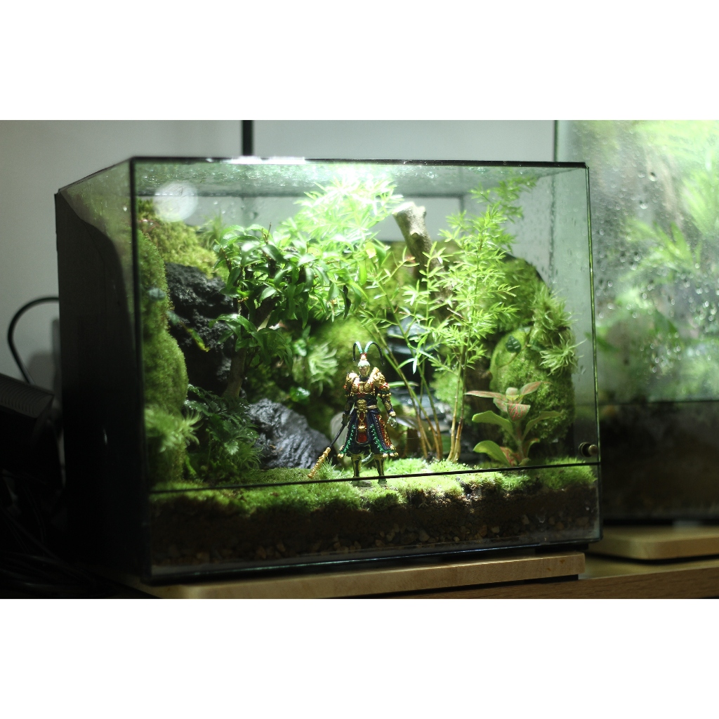 Bể terrarium Black myth wukong