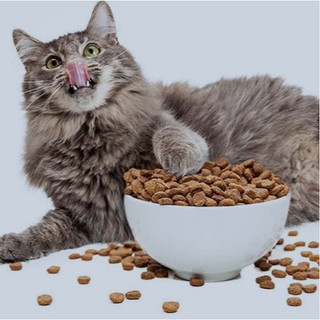 CATSRANG CHO MÈO MỌI LỨA TUỔI - BAO 2KG