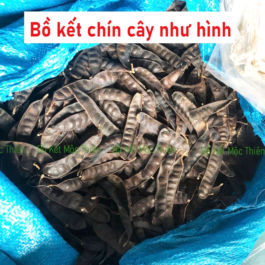 Bồ kết khô mẩy ( có ít lỗ mọt) chín cây sạch đẹp 1kg